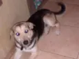 Cachorro raça Vira lata idade 1 ano nome Rampol