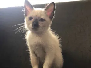 Gato raça  idade Abaixo de 2 meses nome Lili 