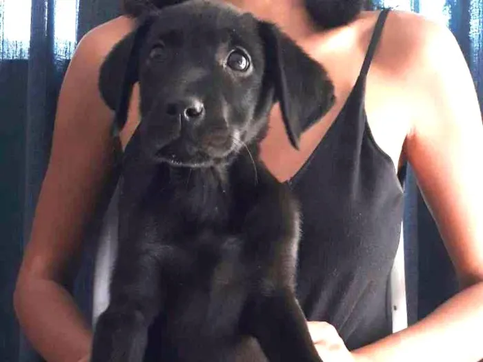 Cachorro ra a Labrador/Vira-lata idade Abaixo de 2 meses nome Sem nome