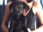 Cachorro raça Labrador/Vira-lata idade Abaixo de 2 meses nome Sem nome