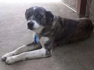 Cachorro raça Sem raça definida idade 6 ou mais anos nome Bob