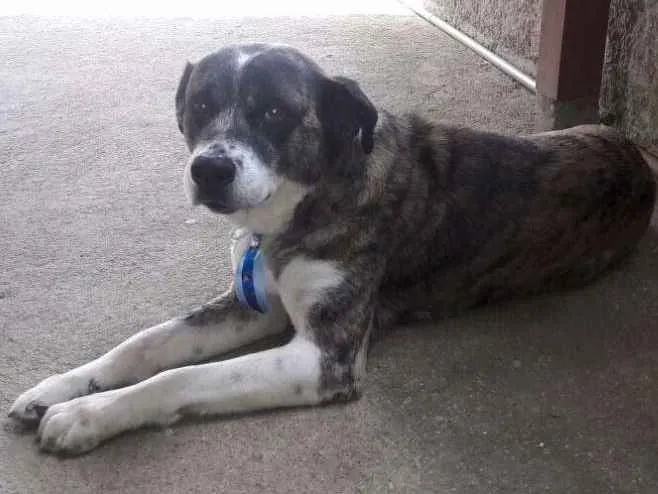Cachorro ra a Sem raça definida idade 6 ou mais anos nome Bob