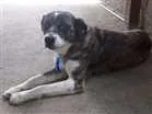 Cachorro raça Sem raça definida idade 6 ou mais anos nome Bob