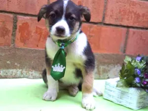 Cachorro raça SRD idade Abaixo de 2 meses nome Rony e Hermione