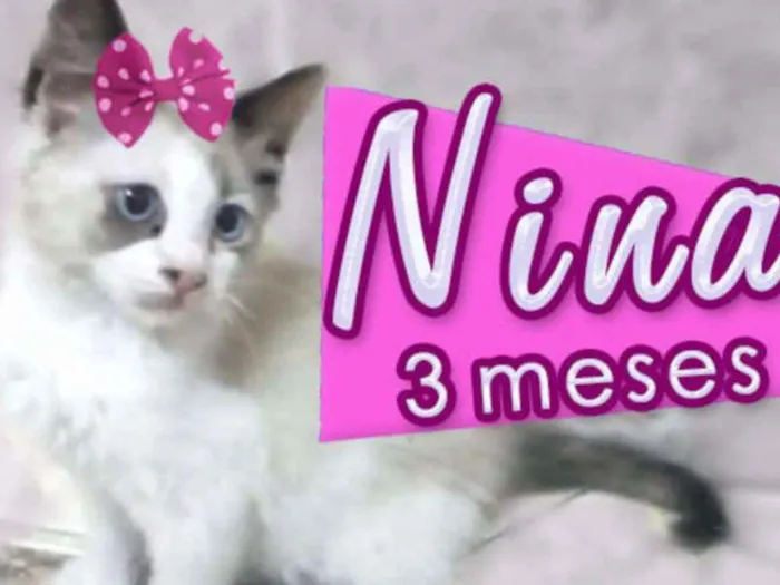 Gato ra a SRD idade 2 a 6 meses nome Nina