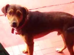 Cachorro ra a sem raça idade 1 ano nome Kiko