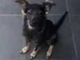 Amora