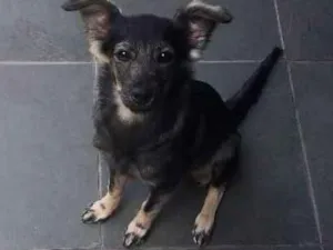 Cachorro raça Vira lata idade 2 a 6 meses nome Amora