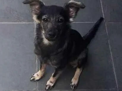 Cachorro ra a Vira lata idade 2 a 6 meses nome Amora