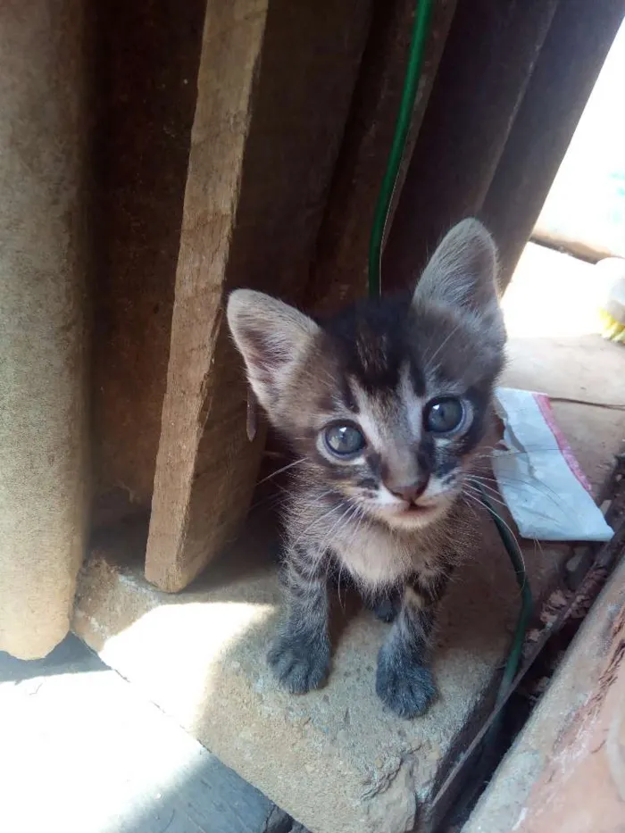 Gato ra a Vira lata idade Abaixo de 2 meses nome Bel