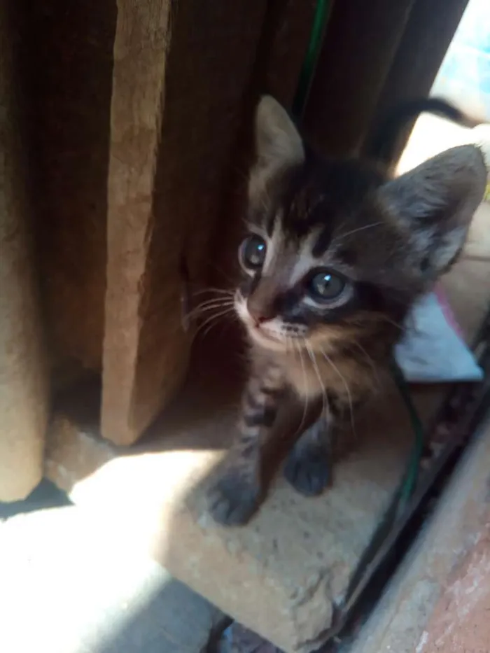 Gato ra a Vira lata idade Abaixo de 2 meses nome Bel