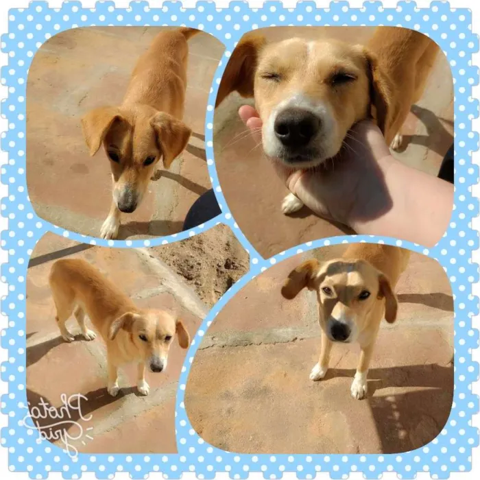 Cachorro ra a Sem raça definida  idade 2 anos nome Alemão e a gorda 