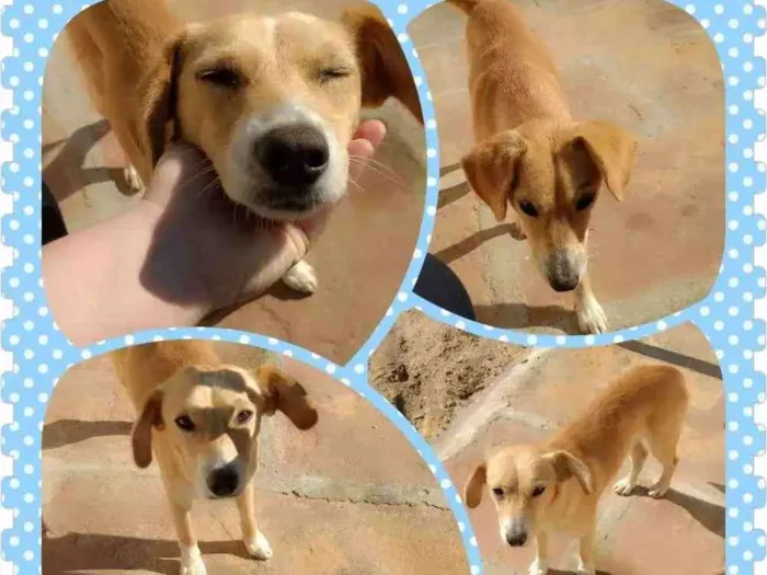 Cachorro ra a Sem raça definida  idade 2 anos nome Alemão e a gorda 