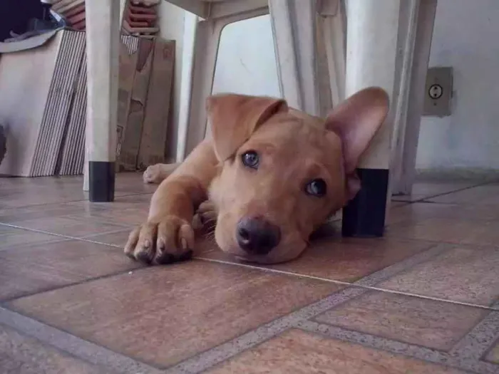 Cachorro ra a Labrador misturado com pitbull idade 2 anos nome Thor