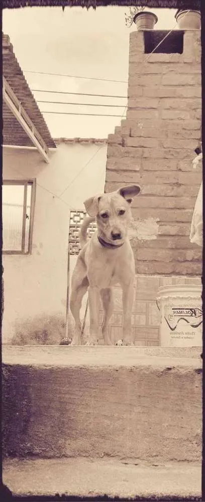 Cachorro ra a Labrador misturado com pitbull idade 2 anos nome Thor