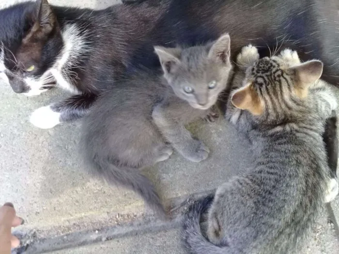 Gato ra a Amor idade Abaixo de 2 meses nome Sem nome