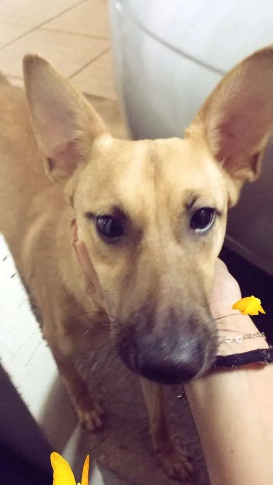 Cachorro ra a SRD idade 1 ano nome Toby