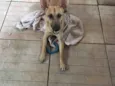 Toby