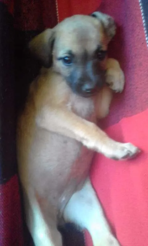 Cachorro ra a Vira lata idade Abaixo de 2 meses nome S/N