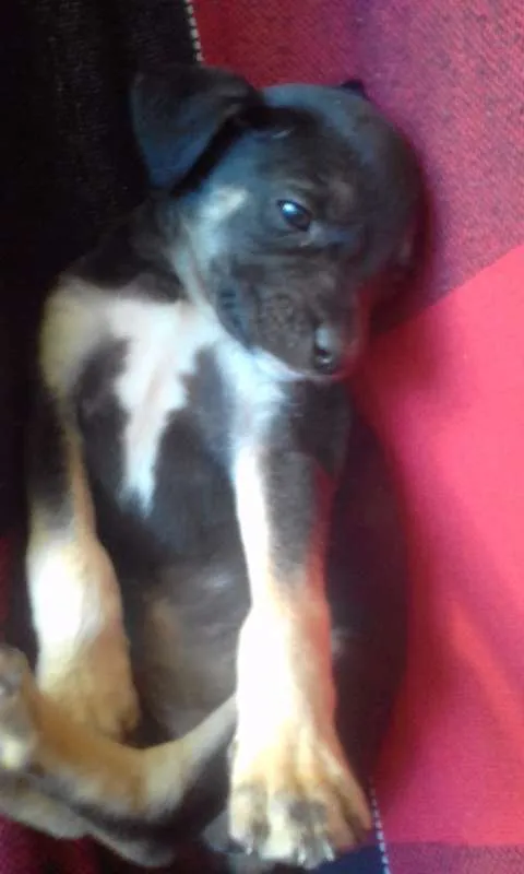 Cachorro ra a Vira lata idade Abaixo de 2 meses nome S/N