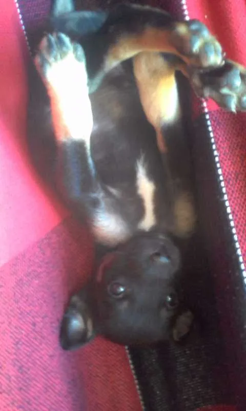 Cachorro ra a Vira lata idade Abaixo de 2 meses nome S/N