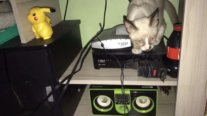 Gato ra a Srd idade 2 a 6 meses nome Luz