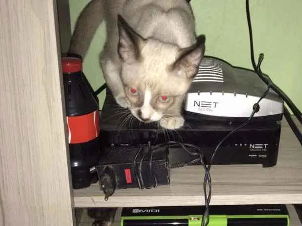 Gato ra a Srd idade 2 a 6 meses nome Luz