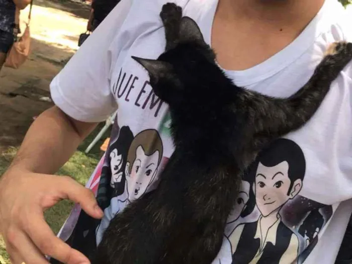 Gato ra a Srd idade 2 a 6 meses nome Juli