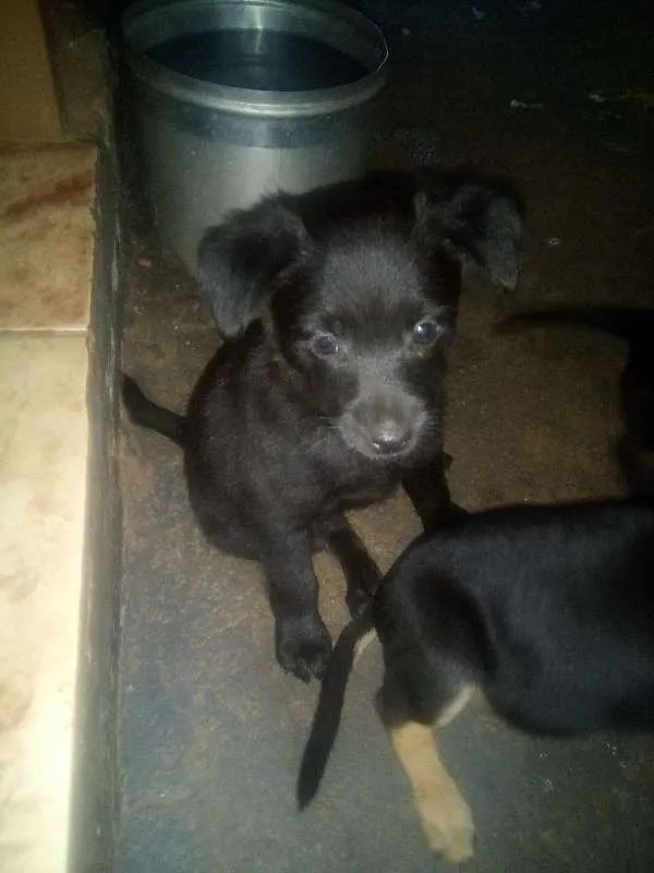 Cachorro ra a sdr idade Abaixo de 2 meses nome PINGO