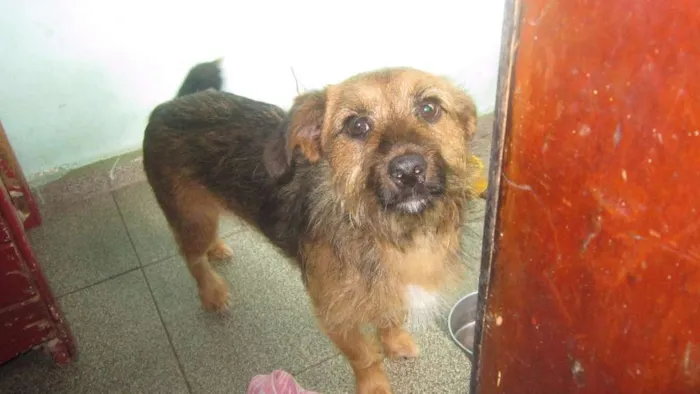 Cachorro ra a N idade Abaixo de 2 meses nome N