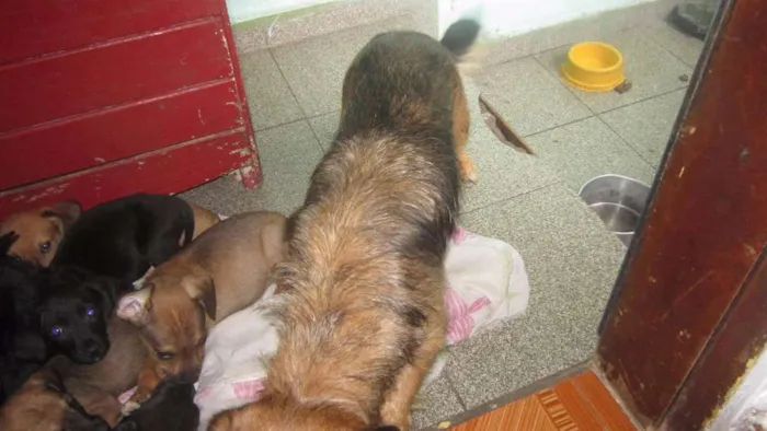 Cachorro ra a N idade Abaixo de 2 meses nome N