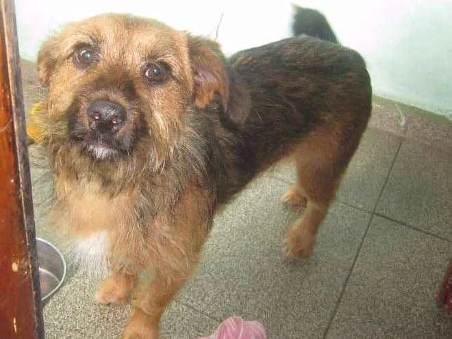 Cachorro ra a N idade Abaixo de 2 meses nome N