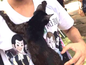 Gato raça Srd idade 2 a 6 meses nome Juli