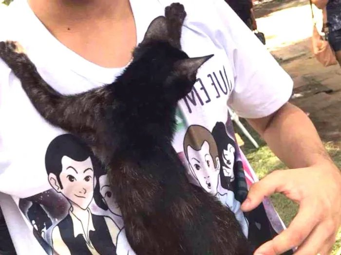 Gato ra a Srd idade 2 a 6 meses nome Juli