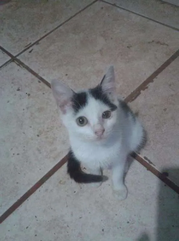 Gato ra a vira/lata idade 2 a 6 meses nome sem nomes