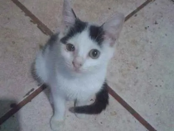 Gato ra a vira/lata idade 2 a 6 meses nome sem nomes