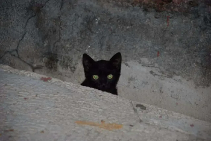 Gato ra a vira/lata idade 2 a 6 meses nome sem nomes