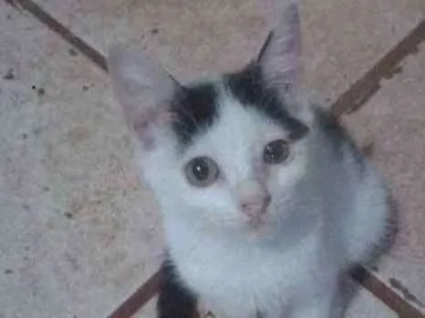 Gato ra a vira/lata idade 2 a 6 meses nome sem nomes