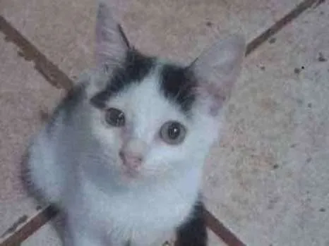 Gato ra a vira/lata idade 2 a 6 meses nome sem nomes