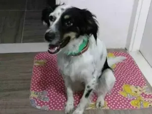 Cachorro raça SRD idade 2 anos nome Lili