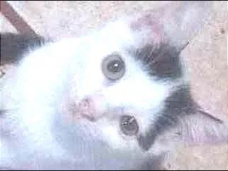 Gato ra a vira/lata idade 2 a 6 meses nome sem nomes