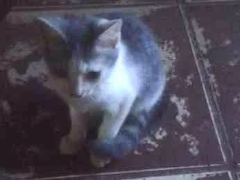 Gato ra a vira/lata idade 2 a 6 meses nome sem nomes