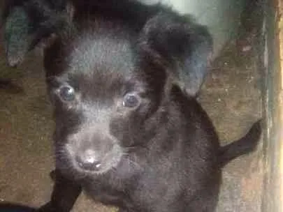 Cachorro raça sdr idade Abaixo de 2 meses nome PINGO