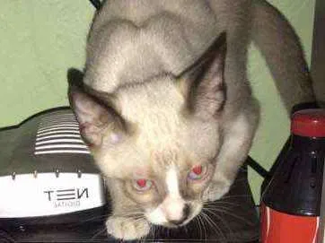 Gato ra a Srd idade 2 a 6 meses nome Luz