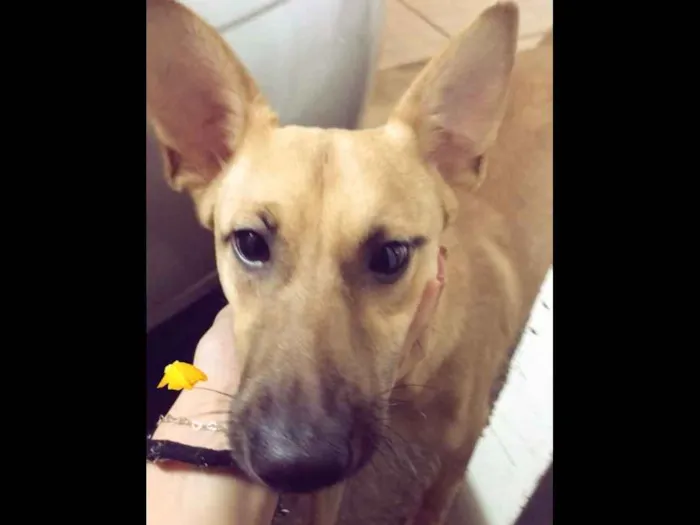 Cachorro ra a SRD idade 1 ano nome Toby