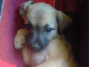 Cachorro raça Vira lata idade Abaixo de 2 meses nome S/N