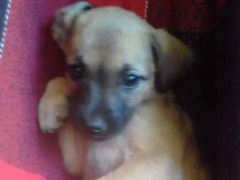 Cachorro ra a Vira lata idade Abaixo de 2 meses nome S/N