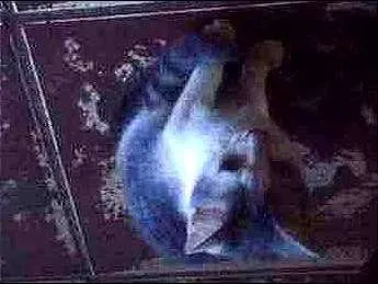 Gato ra a vira/lata idade 2 a 6 meses nome sem nomes