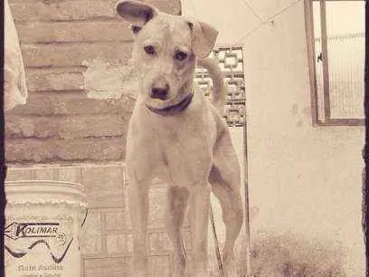 Cachorro ra a Labrador misturado com pitbull idade 2 anos nome Thor
