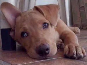 Cachorro raça Labrador misturado com pitbull idade 2 anos nome Thor